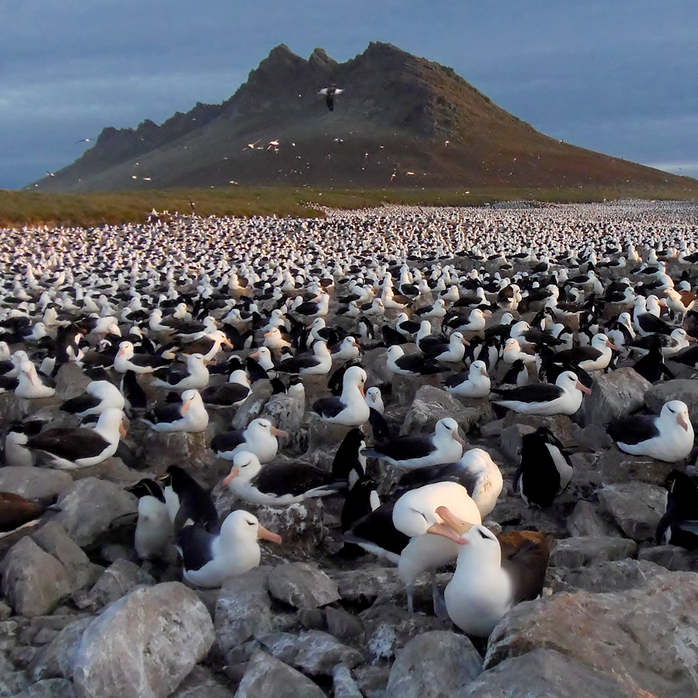 Aumento de temperatura do mar origina mais “divórcios” entre albatrozes